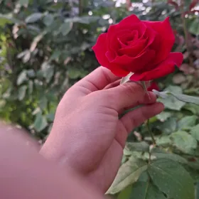 iṣ̌gär gerek hamyr ugrundan