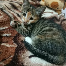 игривый котёнок