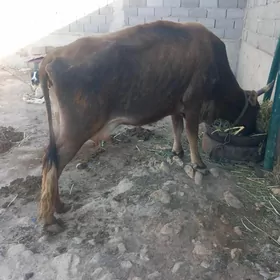 goleli.sygyr