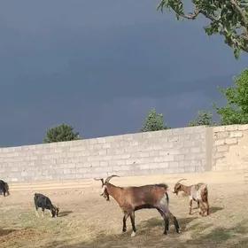 Gysyr geçi