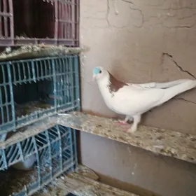 guş