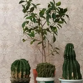 комнатные цветы