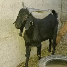 Mitis Pakistan tekeler