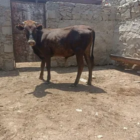 okiz