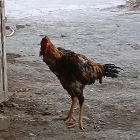 baýsok