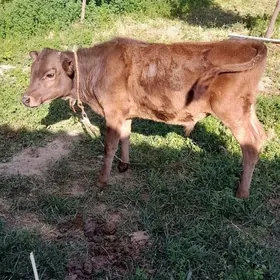 okizce