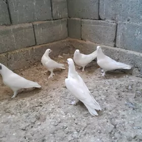 kepderi.