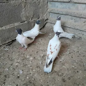 kepderi.