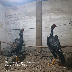 O ŞAMO KOREYA!!!
