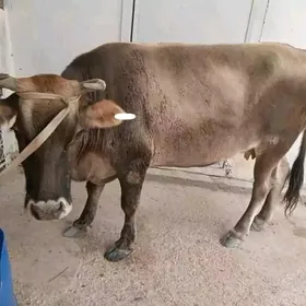 mele sygyr yitdi