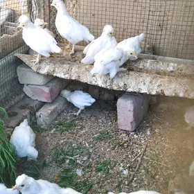 карлик жуже