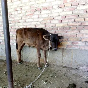 Öküzçe Tohum