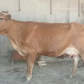 goleli