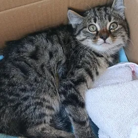 котёнок