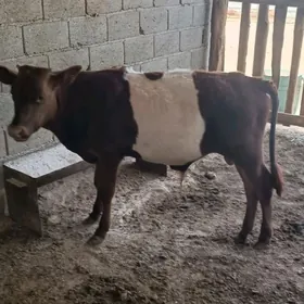 Öküz