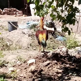 horaz