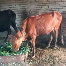 Gulajyn bakymlyk mal edinseñem