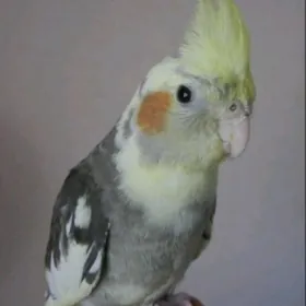 karella