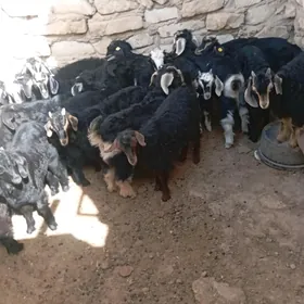 çebiş