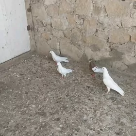 Kepderi