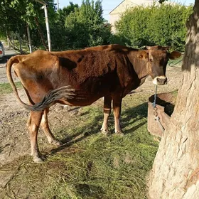 suytli boğaz sygyr