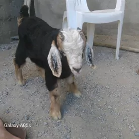 goýun