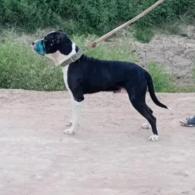 Pidbull