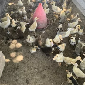 ordek juyje gak gak