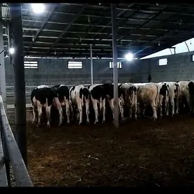 ARASSA GALİSTEYİN OKUZLER