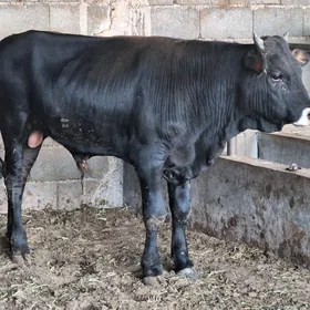 öküz