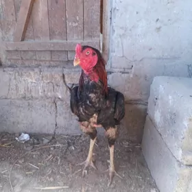 horaz