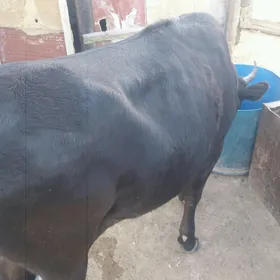 sygyr