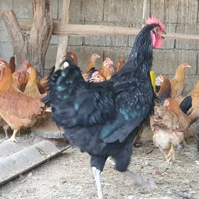 gigant horaz