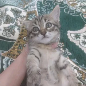 pişijek