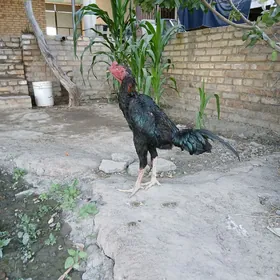 turk