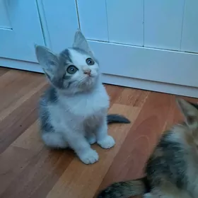 Котята девочки