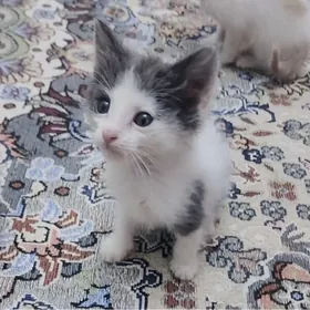 pişijekler