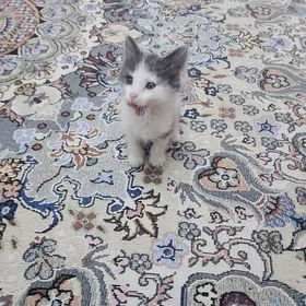 Pişik
