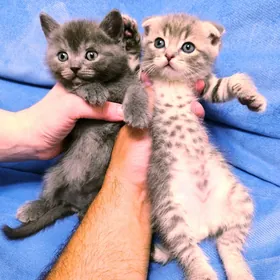 ШОТЛАНДСКИЕ КОТЯТА