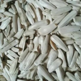 Çigit