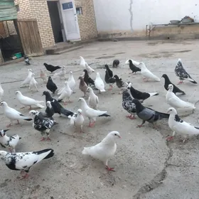 Kepderi