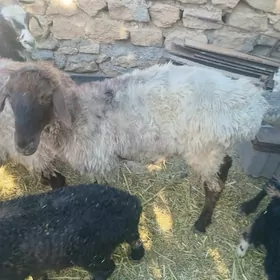 gysyr goýun