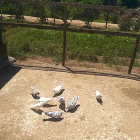 kepderi