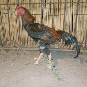 baýsok horaz
