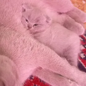 Котёнок