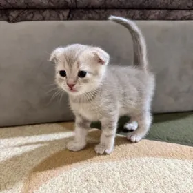 котенок вислоухий шотландский