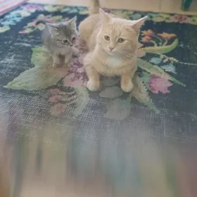 кот и кошка
