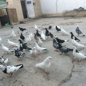 kepderi
