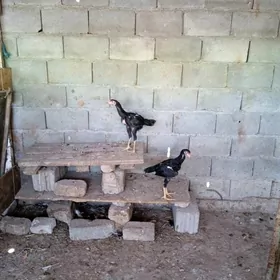 Taşgent Jüje