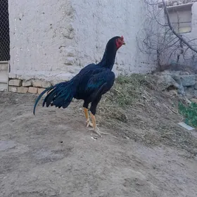 uzbek juje